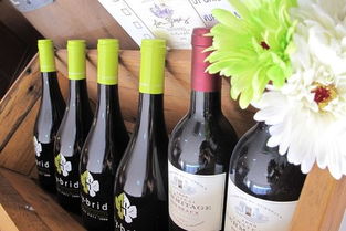 青島七號(hào)酒 藍(lán)莓酒香中的城市印記與味覺(jué)之旅