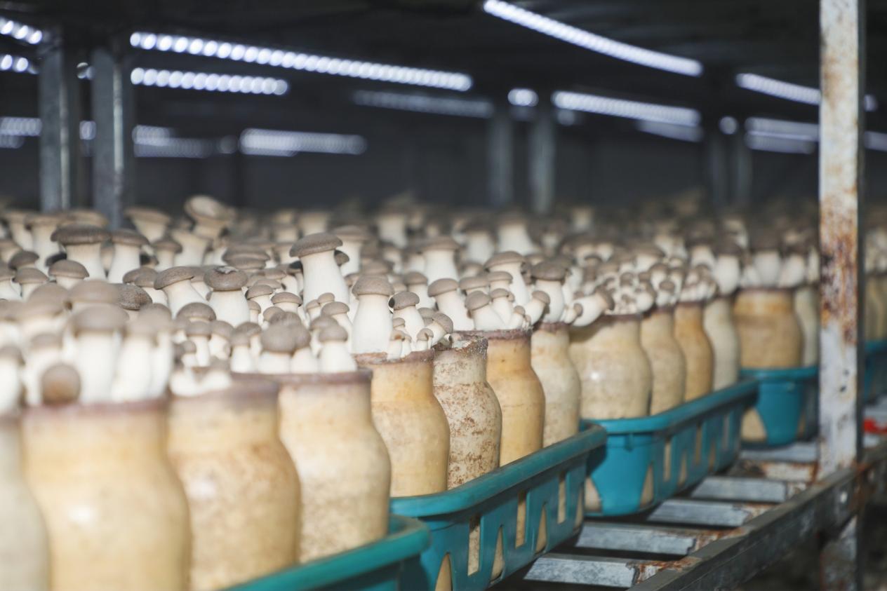 學(xué)以致用助力鄉(xiāng)村振興 西海岸新區(qū)網(wǎng)信新農(nóng)人活動(dòng)成果豐碩，藍(lán)莓酒香飄四方